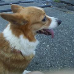 ウェルッシュ・コーギー♪( ´▽｀)
