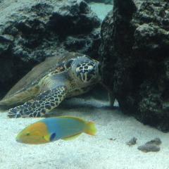 暇だよーかまってー