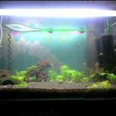 熱帯魚好きな人話そう♪( ´▽｀)