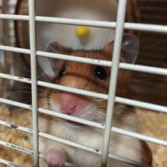 ハムスター愛好家の集い🐹