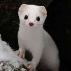 おこじょのトーク