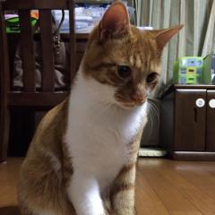 ちさと