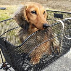 三重県民カモン！