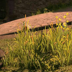 蓮とff14トークしましょうヽ( ´ ▽ ` )ノ
