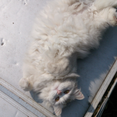 まこたん♡♡♡だいやぁ☆ ばえます☆(*