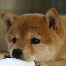 厚切りカーネル