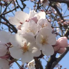 眠たい(๑•́ωก̀๑).｡oO