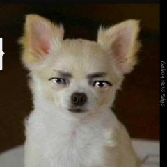 今からめちゃ面白いギャグを言います