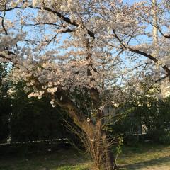 桜の季節