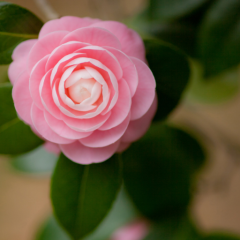 モンストでマルチしながら、最終的に超絶とかとれる事を目標に♪募集