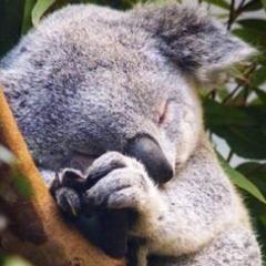 コアラ feat.画像