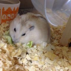 ウインクができません＼(^o^)／