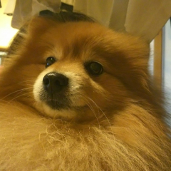 ハチポケ