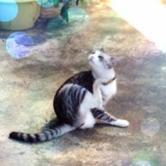 たんすのたんす