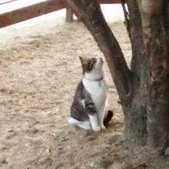 サピオ