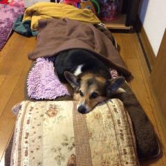 みウォッチャーのマオV(^_^)V