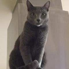 動物が好きな人ー