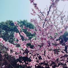 masaki。