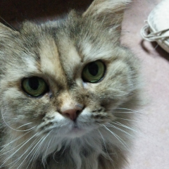 あっちゃん