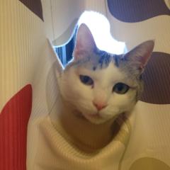 ししょーのトーク