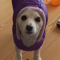 ピノ