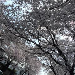 ぱらりらぱらりら