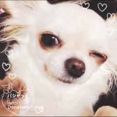 犬ラヴ😍