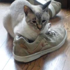 ＹＯＵＩＣＨＩ