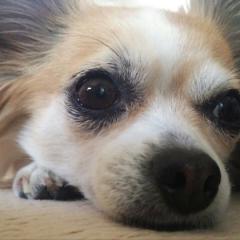 暇な人かもん🎶¨̮⑅*