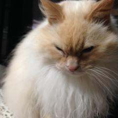 りょうこのトーク
