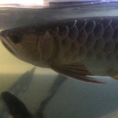 生き物好き集まれ！