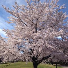 あさくらのマジメか⁉︎トーク