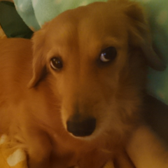 ナツ