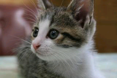 やす猫