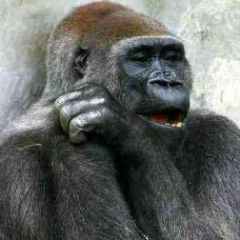 ゴリラ好きな人～