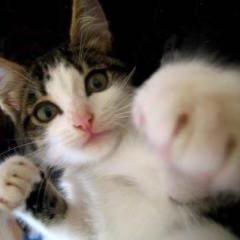 ✋(◉ ω ◉｀)チェケラ