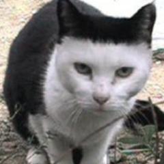 いさきちのトーク