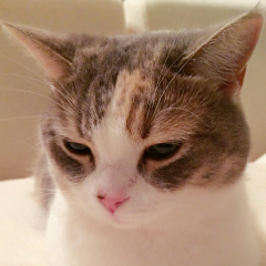 にゃーちゃん♡