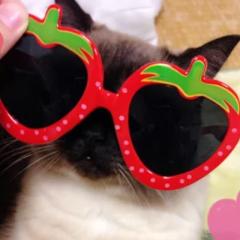 ハムチューのトーク