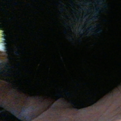 96猫LOVEのトーク