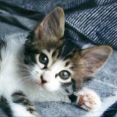 あくびのトーク