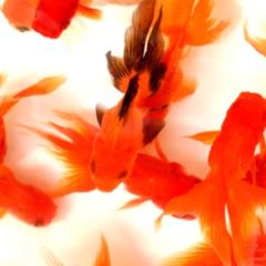 ももものトーク