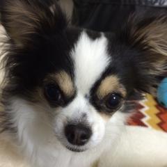 渥美の不沈艦のプロレス大好き