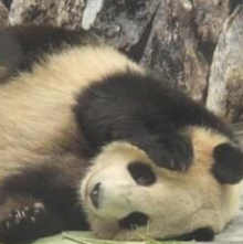 僕の名前はパンダ(*´∇｀*)