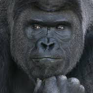 通称 ごり夫(村長)