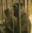 ごり夫の檻の中( ◉◞౪◟◉)