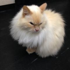 りょうこトーク