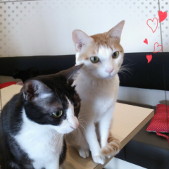 ゆずと猫スケさん