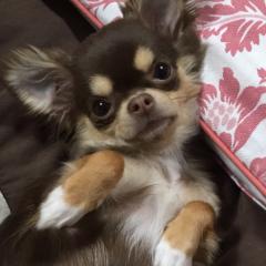 りんりんじゃー＠