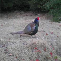 エツナンのトーク